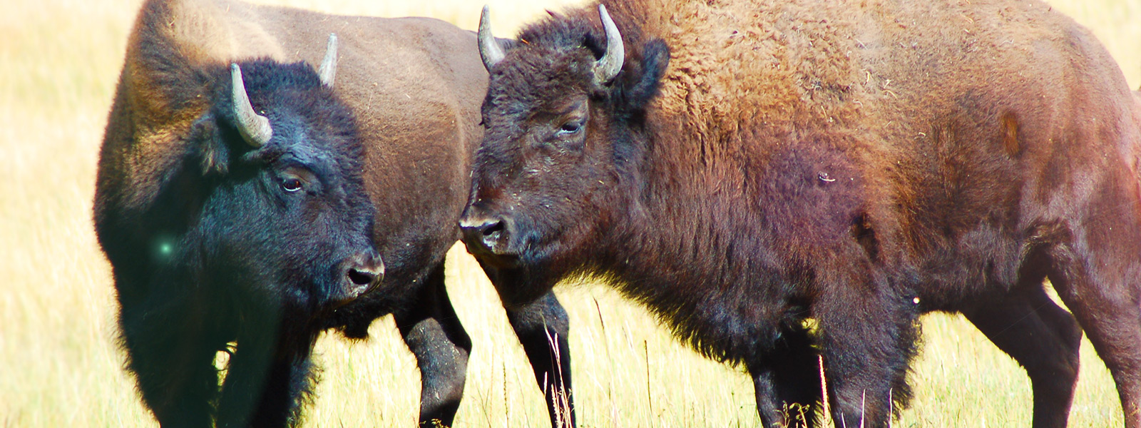 Yellowstone